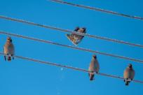 W poszukiwaniu jemiołuszek: z beskidzkich szlaków na wzgórze Trzy Lipki