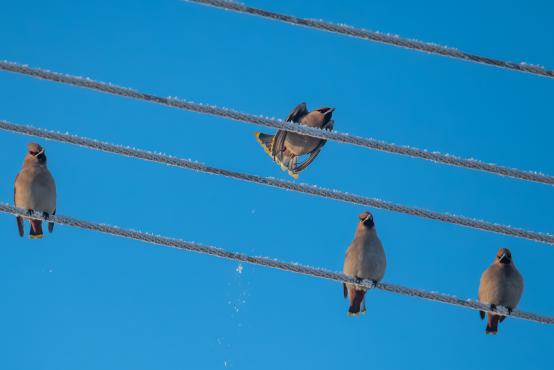W poszukiwaniu jemiołuszek: z beskidzkich szlaków na wzgórze Trzy Lipki