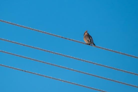 W poszukiwaniu jemiołuszek: z beskidzkich szlaków na wzgórze Trzy Lipki