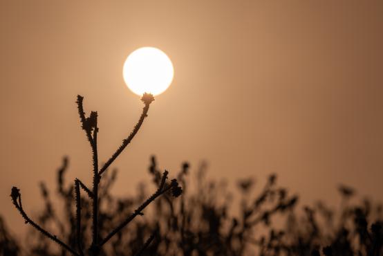W poszukiwaniu jemiołuszek: z beskidzkich szlaków na wzgórze Trzy Lipki