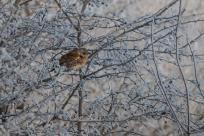 W poszukiwaniu jemiołuszek: z beskidzkich szlaków na wzgórze Trzy Lipki