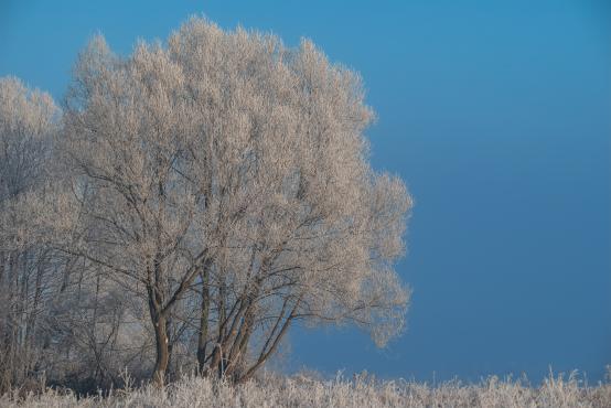 W poszukiwaniu jemiołuszek: z beskidzkich szlaków na wzgórze Trzy Lipki