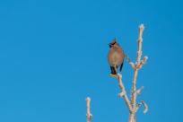 W poszukiwaniu jemiołuszek: z beskidzkich szlaków na wzgórze Trzy Lipki