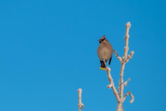 W poszukiwaniu jemiołuszek: z beskidzkich szlaków na wzgórze Trzy Lipki