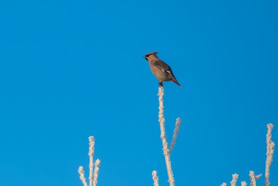 W poszukiwaniu jemiołuszek: z beskidzkich szlaków na wzgórze Trzy Lipki