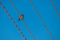 W poszukiwaniu jemiołuszek: z beskidzkich szlaków na wzgórze Trzy Lipki