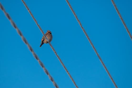 W poszukiwaniu jemiołuszek: z beskidzkich szlaków na wzgórze Trzy Lipki