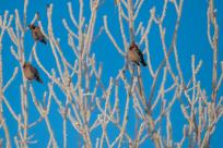 W poszukiwaniu jemiołuszek: z beskidzkich szlaków na wzgórze Trzy Lipki