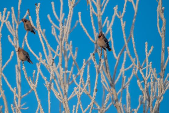 W poszukiwaniu jemiołuszek: z beskidzkich szlaków na wzgórze Trzy Lipki