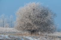 W poszukiwaniu jemiołuszek: z beskidzkich szlaków na wzgórze Trzy Lipki