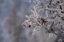 W poszukiwaniu jemiołuszek: z beskidzkich szlaków na wzgórze Trzy Lipki