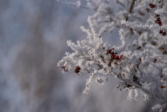 W poszukiwaniu jemiołuszek: z beskidzkich szlaków na wzgórze Trzy Lipki