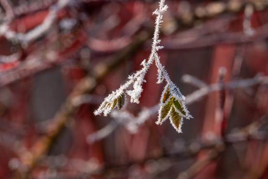 W poszukiwaniu jemiołuszek: z beskidzkich szlaków na wzgórze Trzy Lipki