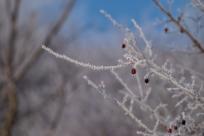 W poszukiwaniu jemiołuszek: z beskidzkich szlaków na wzgórze Trzy Lipki