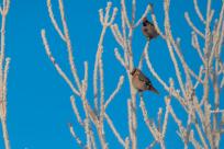 W poszukiwaniu jemiołuszek: z beskidzkich szlaków na wzgórze Trzy Lipki
