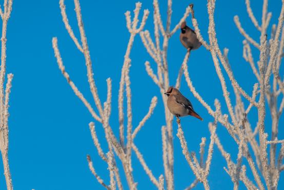 W poszukiwaniu jemiołuszek: z beskidzkich szlaków na wzgórze Trzy Lipki