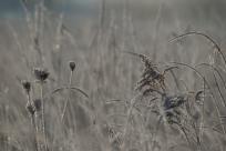 W poszukiwaniu jemiołuszek: z beskidzkich szlaków na wzgórze Trzy Lipki
