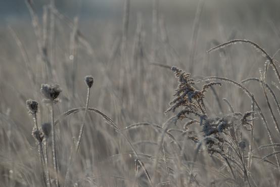 W poszukiwaniu jemiołuszek: z beskidzkich szlaków na wzgórze Trzy Lipki