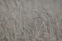 W poszukiwaniu jemiołuszek: z beskidzkich szlaków na wzgórze Trzy Lipki