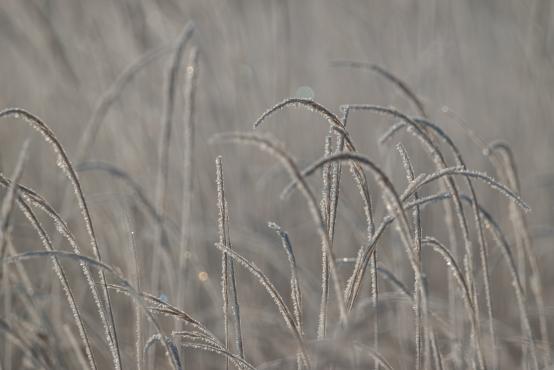 W poszukiwaniu jemiołuszek: z beskidzkich szlaków na wzgórze Trzy Lipki