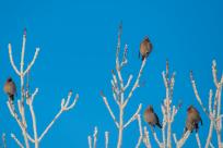 W poszukiwaniu jemiołuszek: z beskidzkich szlaków na wzgórze Trzy Lipki