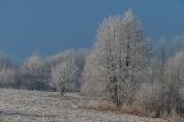 W poszukiwaniu jemiołuszek: z beskidzkich szlaków na wzgórze Trzy Lipki