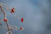 W poszukiwaniu jemiołuszek: z beskidzkich szlaków na wzgórze Trzy Lipki