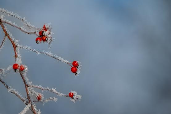 W poszukiwaniu jemiołuszek: z beskidzkich szlaków na wzgórze Trzy Lipki