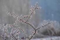 W poszukiwaniu jemiołuszek: z beskidzkich szlaków na wzgórze Trzy Lipki