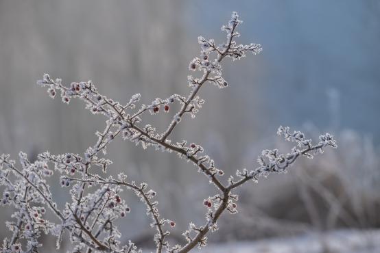 W poszukiwaniu jemiołuszek: z beskidzkich szlaków na wzgórze Trzy Lipki