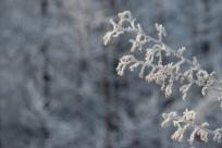 W poszukiwaniu jemiołuszek: z beskidzkich szlaków na wzgórze Trzy Lipki