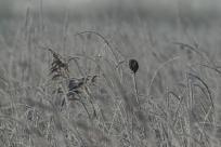 W poszukiwaniu jemiołuszek: z beskidzkich szlaków na wzgórze Trzy Lipki