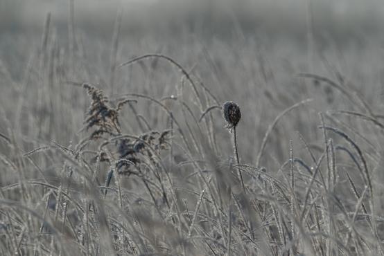 W poszukiwaniu jemiołuszek: z beskidzkich szlaków na wzgórze Trzy Lipki