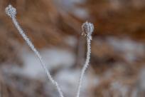 W poszukiwaniu jemiołuszek: z beskidzkich szlaków na wzgórze Trzy Lipki