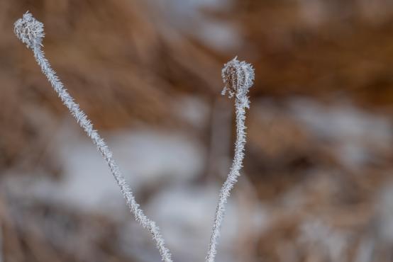 W poszukiwaniu jemiołuszek: z beskidzkich szlaków na wzgórze Trzy Lipki