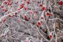 W poszukiwaniu jemiołuszek: z beskidzkich szlaków na wzgórze Trzy Lipki