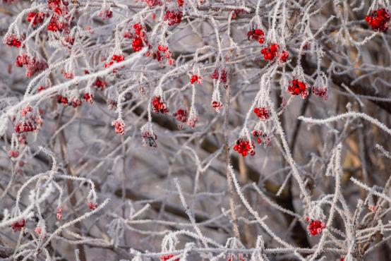 W poszukiwaniu jemiołuszek: z beskidzkich szlaków na wzgórze Trzy Lipki