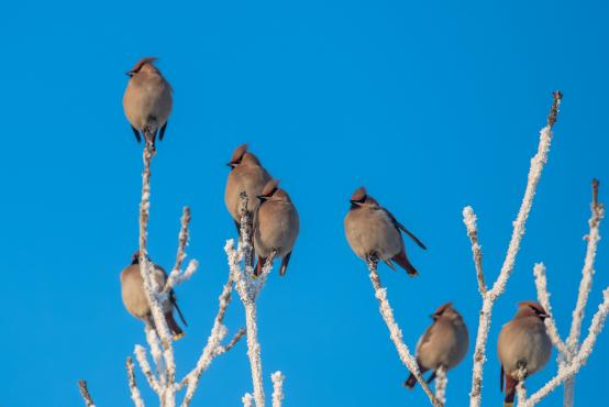W poszukiwaniu jemiołuszek: z beskidzkich szlaków na wzgórze Trzy Lipki