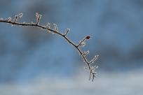 W poszukiwaniu jemiołuszek: z beskidzkich szlaków na wzgórze Trzy Lipki