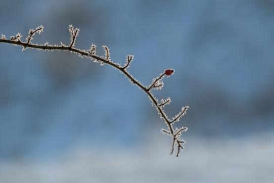 W poszukiwaniu jemiołuszek: z beskidzkich szlaków na wzgórze Trzy Lipki