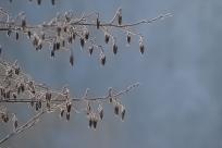 W poszukiwaniu jemiołuszek: z beskidzkich szlaków na wzgórze Trzy Lipki