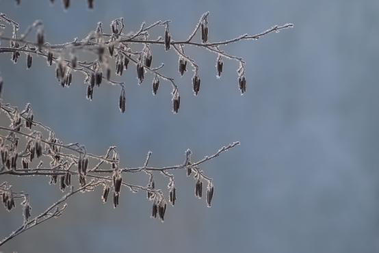 W poszukiwaniu jemiołuszek: z beskidzkich szlaków na wzgórze Trzy Lipki