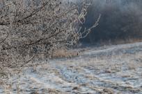 W poszukiwaniu jemiołuszek: z beskidzkich szlaków na wzgórze Trzy Lipki