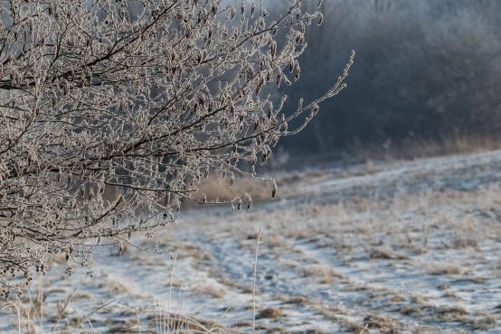 W poszukiwaniu jemiołuszek: z beskidzkich szlaków na wzgórze Trzy Lipki