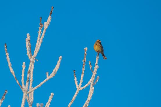 W poszukiwaniu jemiołuszek: z beskidzkich szlaków na wzgórze Trzy Lipki