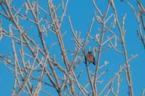 W poszukiwaniu jemiołuszek: z beskidzkich szlaków na wzgórze Trzy Lipki