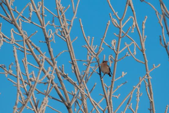 W poszukiwaniu jemiołuszek: z beskidzkich szlaków na wzgórze Trzy Lipki