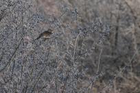 W poszukiwaniu jemiołuszek: z beskidzkich szlaków na wzgórze Trzy Lipki