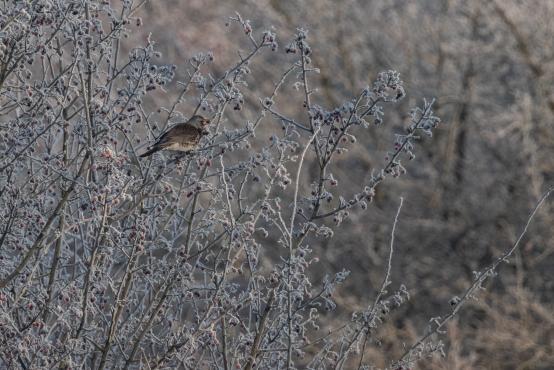W poszukiwaniu jemiołuszek: z beskidzkich szlaków na wzgórze Trzy Lipki