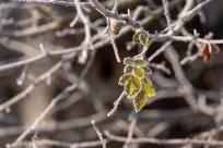 W poszukiwaniu jemiołuszek: z beskidzkich szlaków na wzgórze Trzy Lipki